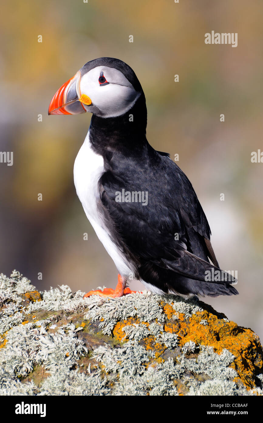 Macareux moine, l'île de mai, Firth of Forth Banque D'Images