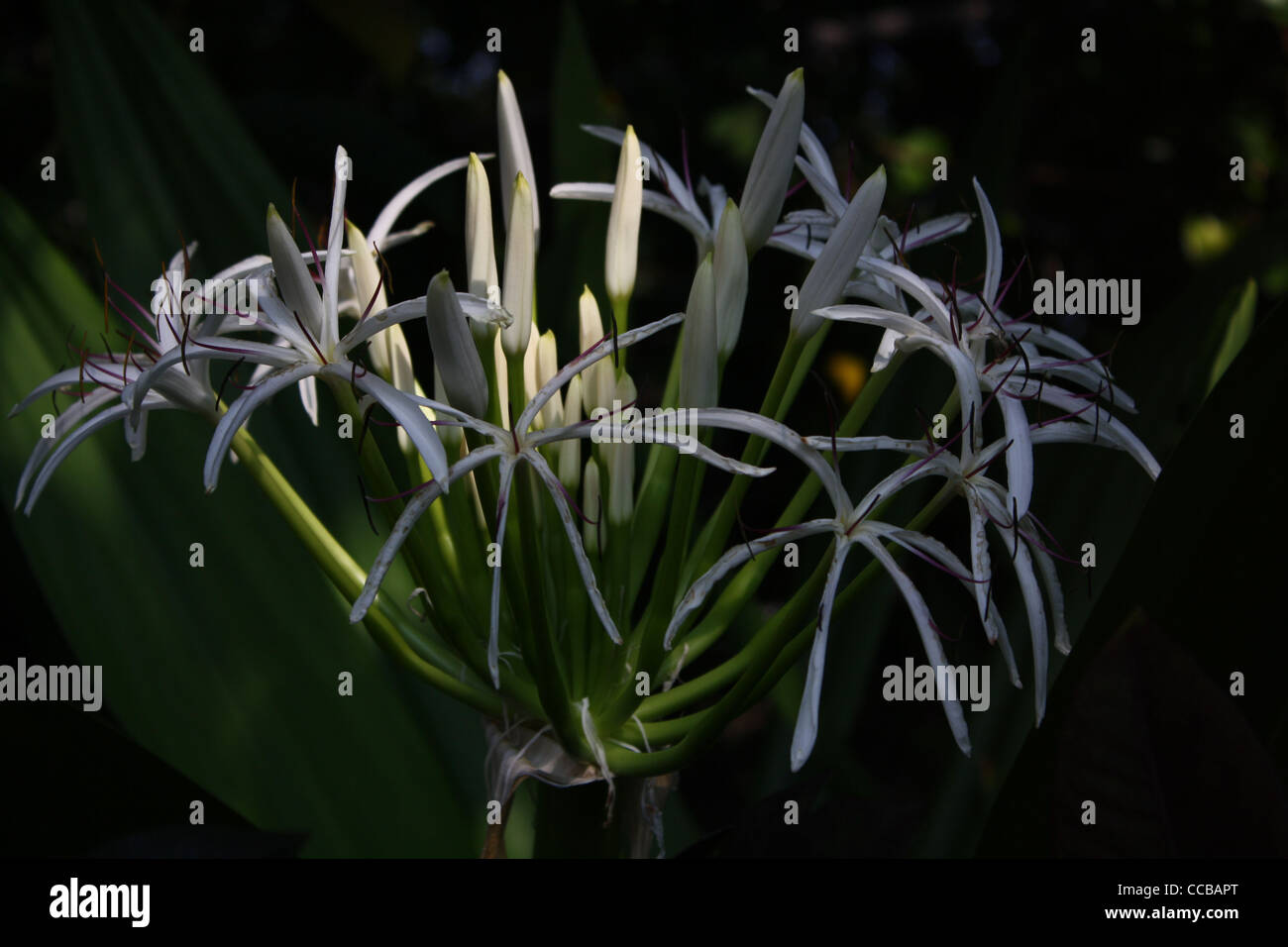 Spider Lily Flower Banque D'Images