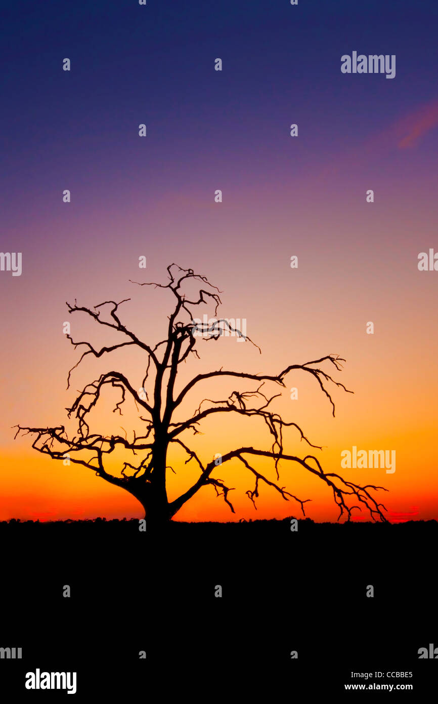 SIlhouette d'un arbre mort au crépuscule. Banque D'Images