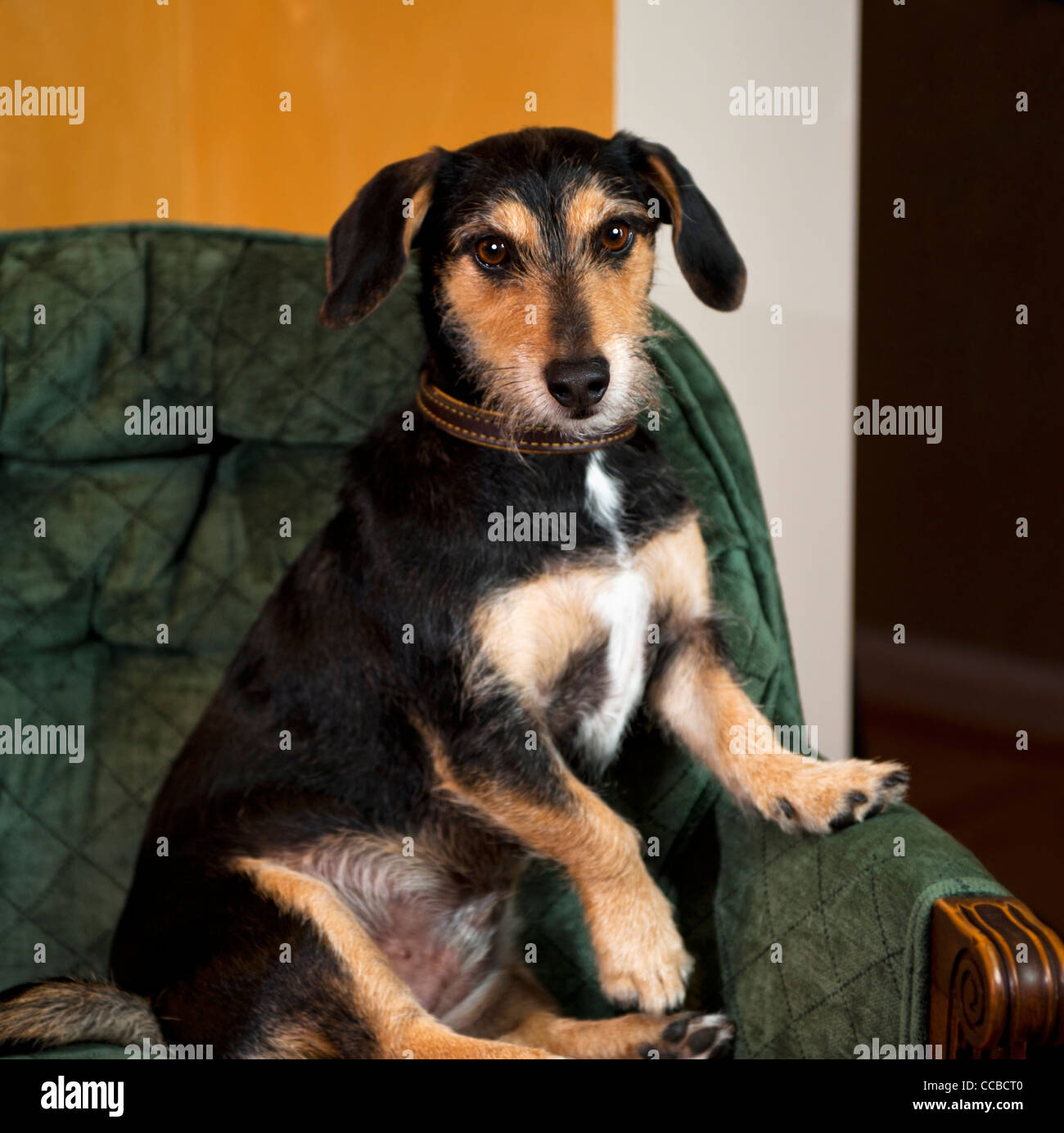 Teckel assis sur un fauteuil inclinable avec mignon poser Banque D'Images