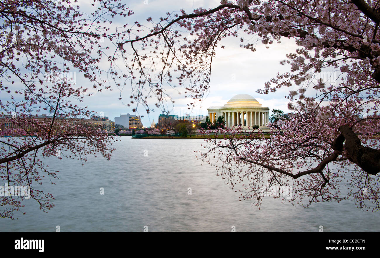 Washington DC les fleurs de cerisier en fleurs sur le bassin de marée avec le Jefferson Memorial à l'arrière-plan. Banque D'Images