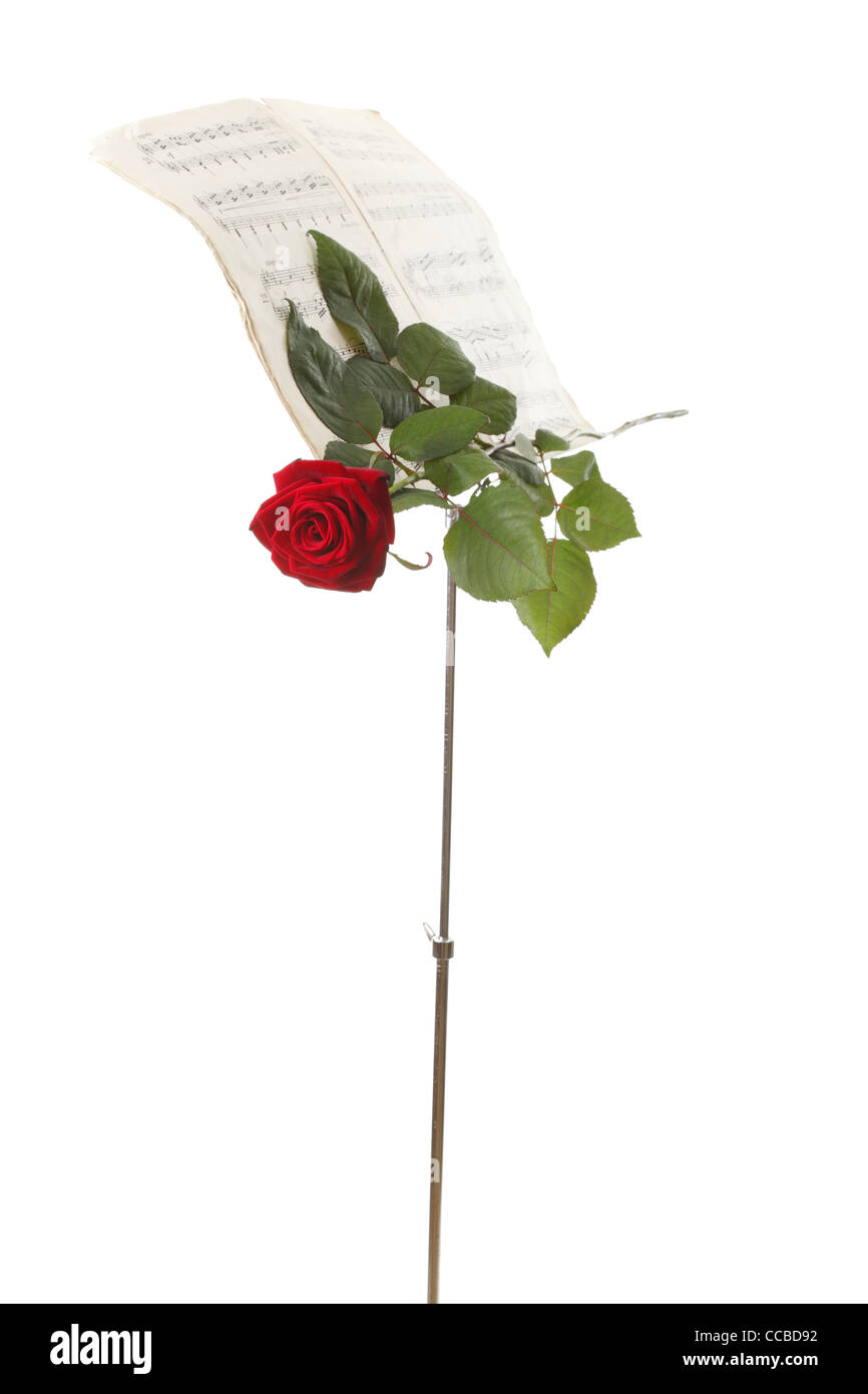 Rose rouge et vieux note notes aime la musique fond blanc Banque D'Images
