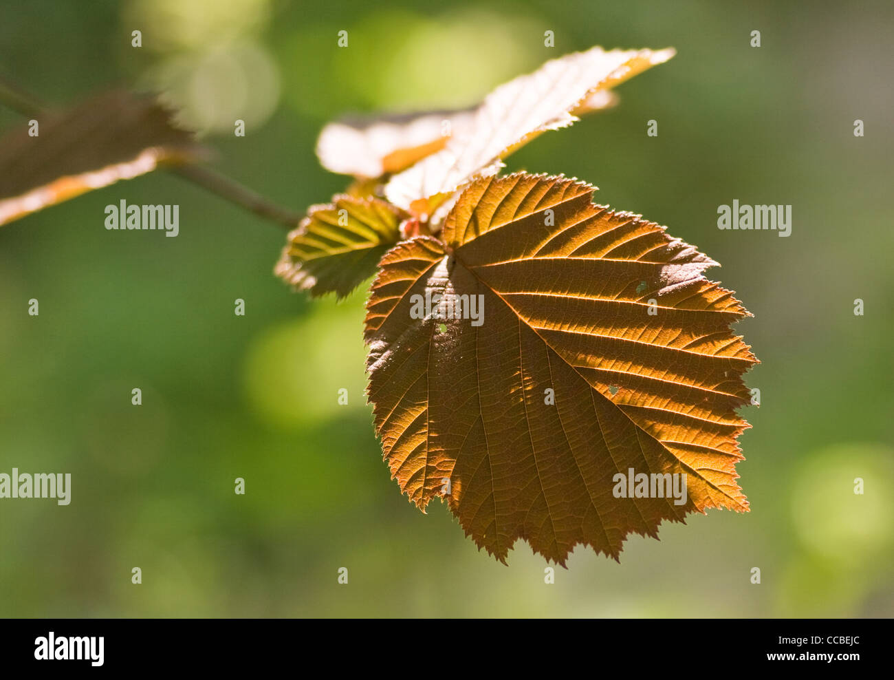 Jeunes feuilles de bronze de noisetier au printemps au soleil Banque D'Images