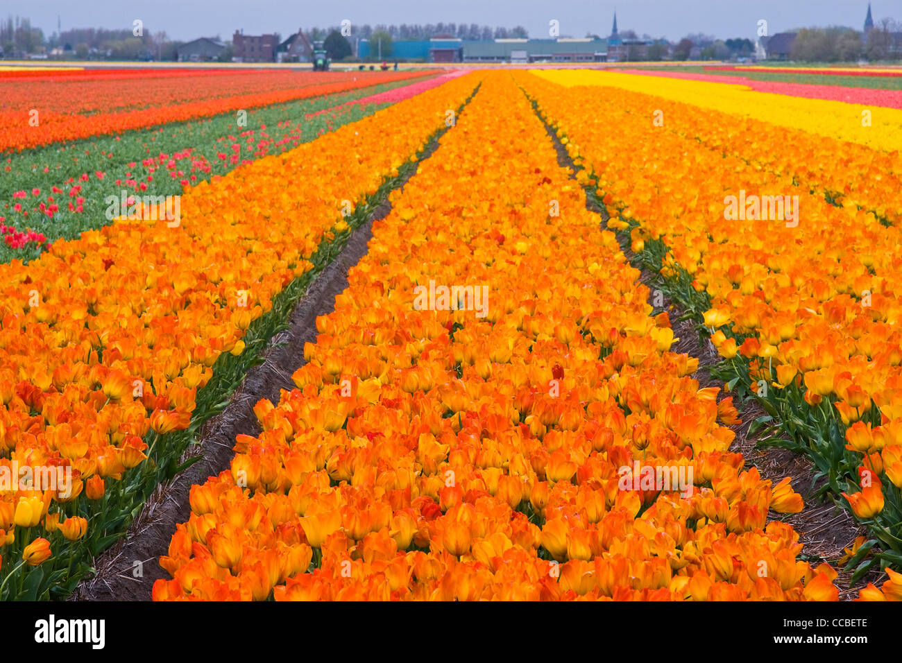 Champs de tulipes aux Pays-Bas au printemps - les champs d'orange, rouge et jaune à l'horizon de tulipes Banque D'Images