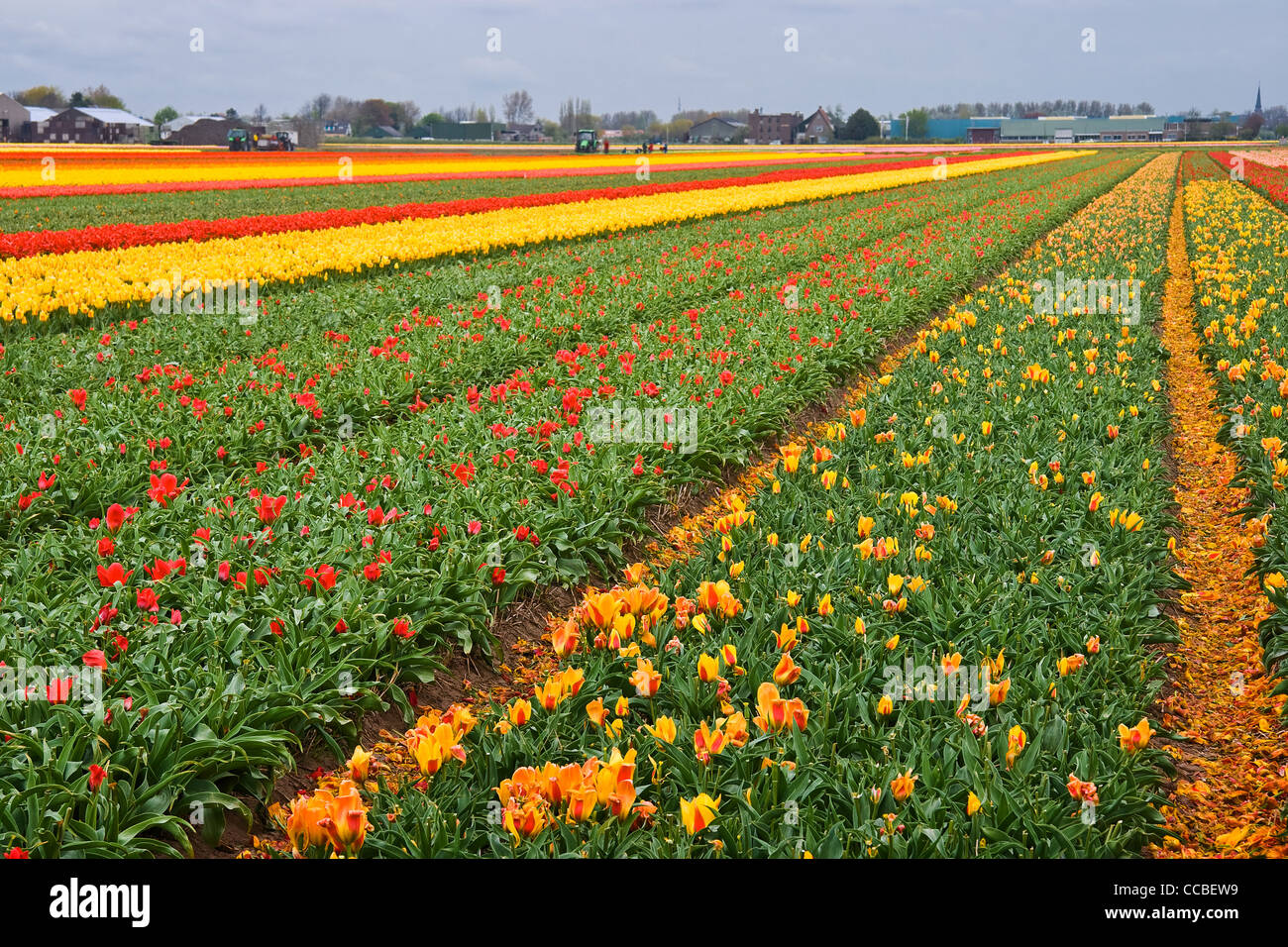 Champs de tulipes au printemps avec des tulipes aux Pays-Bas - Découpe de la tête de tulipes pour obtenir de meilleurs bulbes Banque D'Images