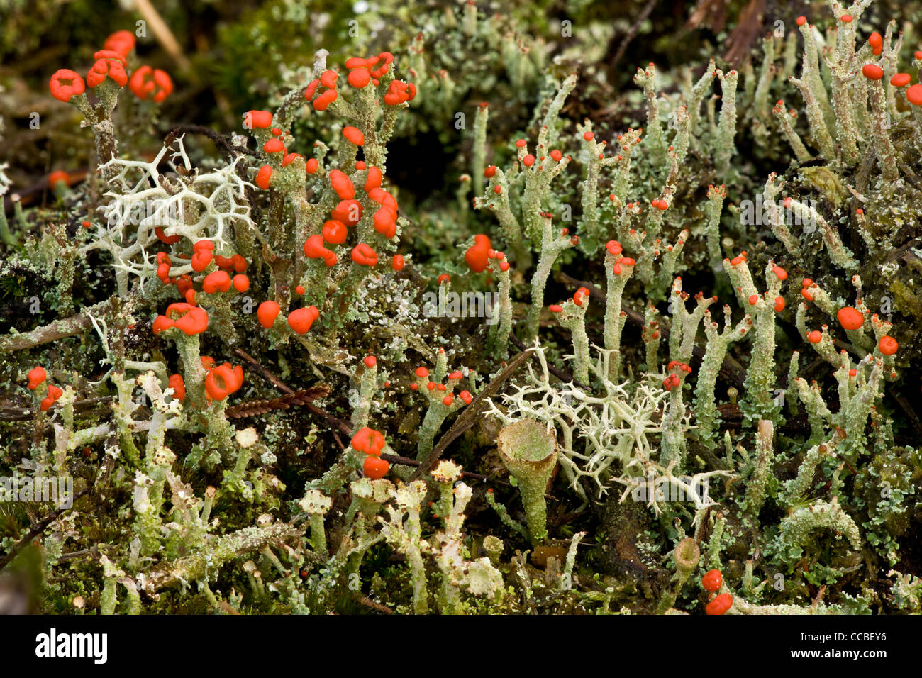 Lichens sur la lande à Morden Bog NNR, Dorset ; principalement Cladonia diversa et d'autres espèces. Banque D'Images