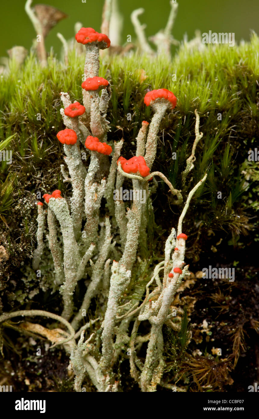 Lichen, Cladonia floerkeana - close-up de fructifications. Le Dorset. Banque D'Images