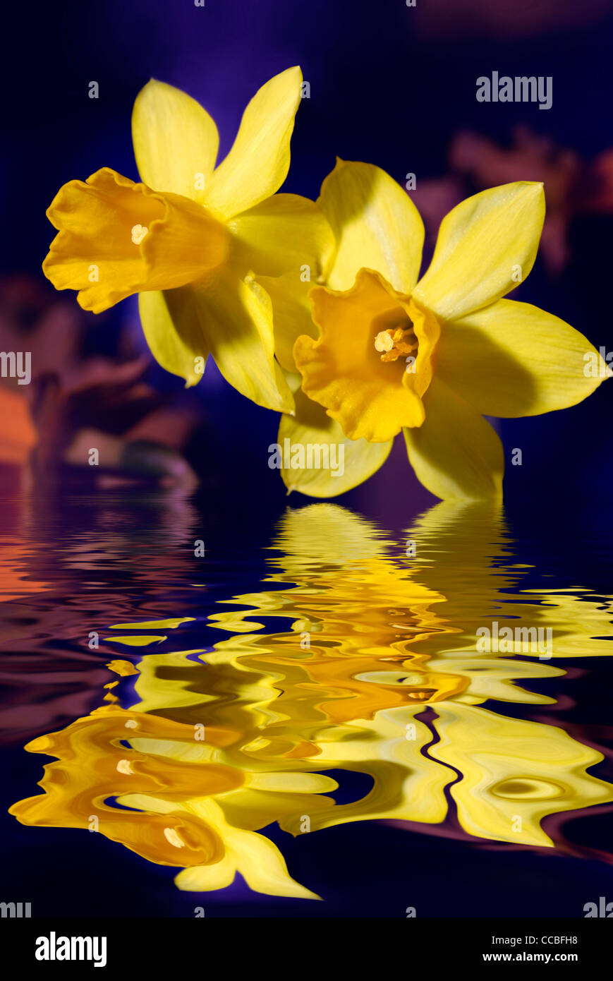 Gros plan du jaune jonquille ou narcisse fleurs de toucher l'eau bleue Banque D'Images