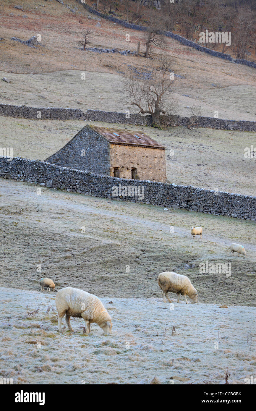 Paysage d'hiver classique dans le Yorkshire Dales de l'Angleterre Banque D'Images