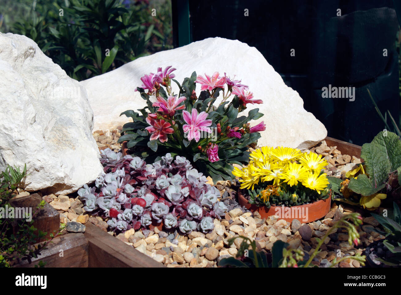 Les plantes alpines pousse dans un creux à l'intérieur. Banque D'Images