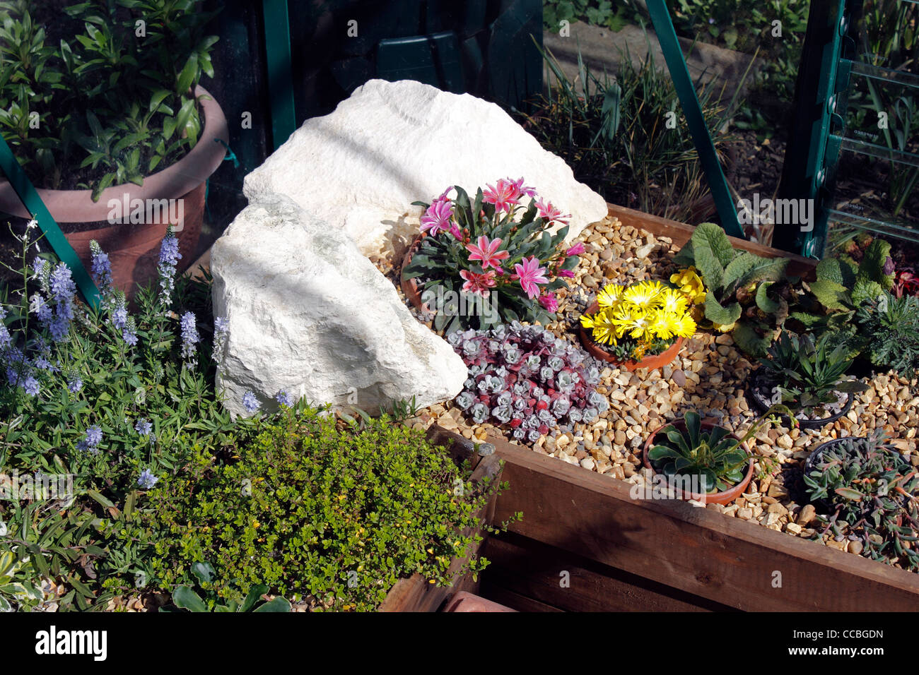 Les plantes alpines pousse dans un creux à l'intérieur. Banque D'Images Les plantes alpines pousse dans un creux à l'intérieur. Banque D'Images
