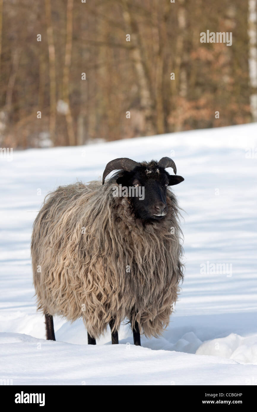 Heath dans la neige allemande (Ovis ammon aries) f. Banque D'Images