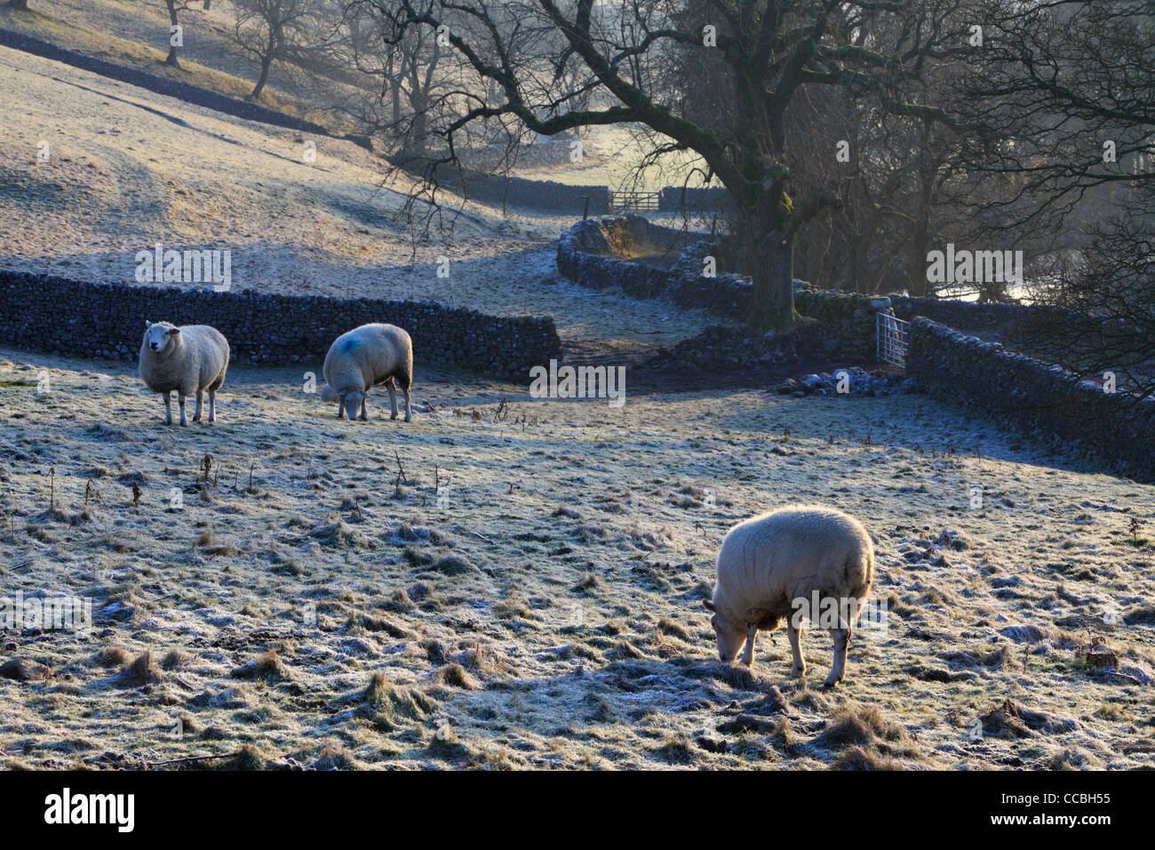 Paysage d'hiver classique dans le Yorkshire Dales de l'Angleterre Banque D'Images