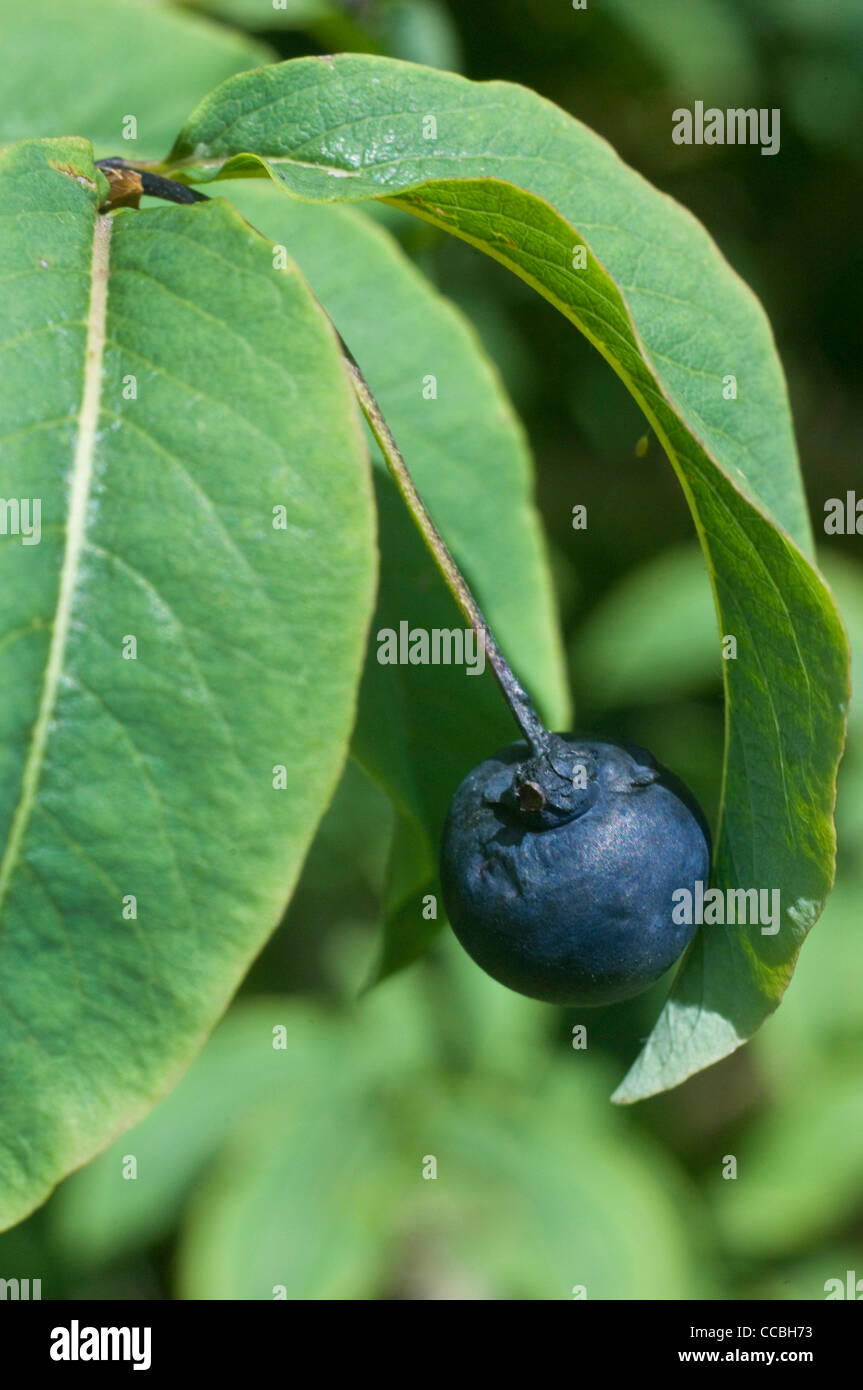 Lonicera nigra vilminore di scalve, fruits, italie Banque D'Images