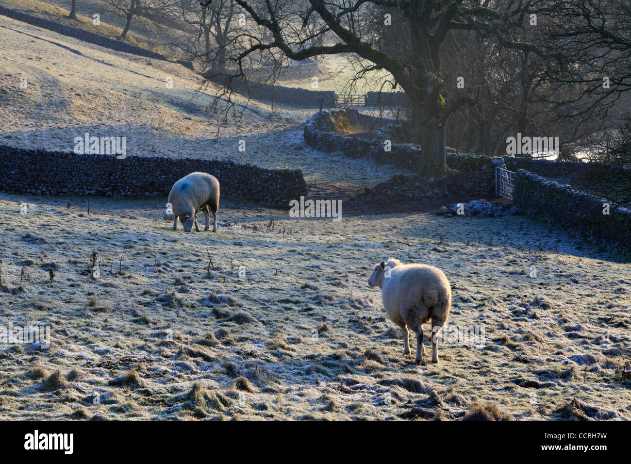 Paysage d'hiver classique dans le Yorkshire Dales de l'Angleterre Banque D'Images