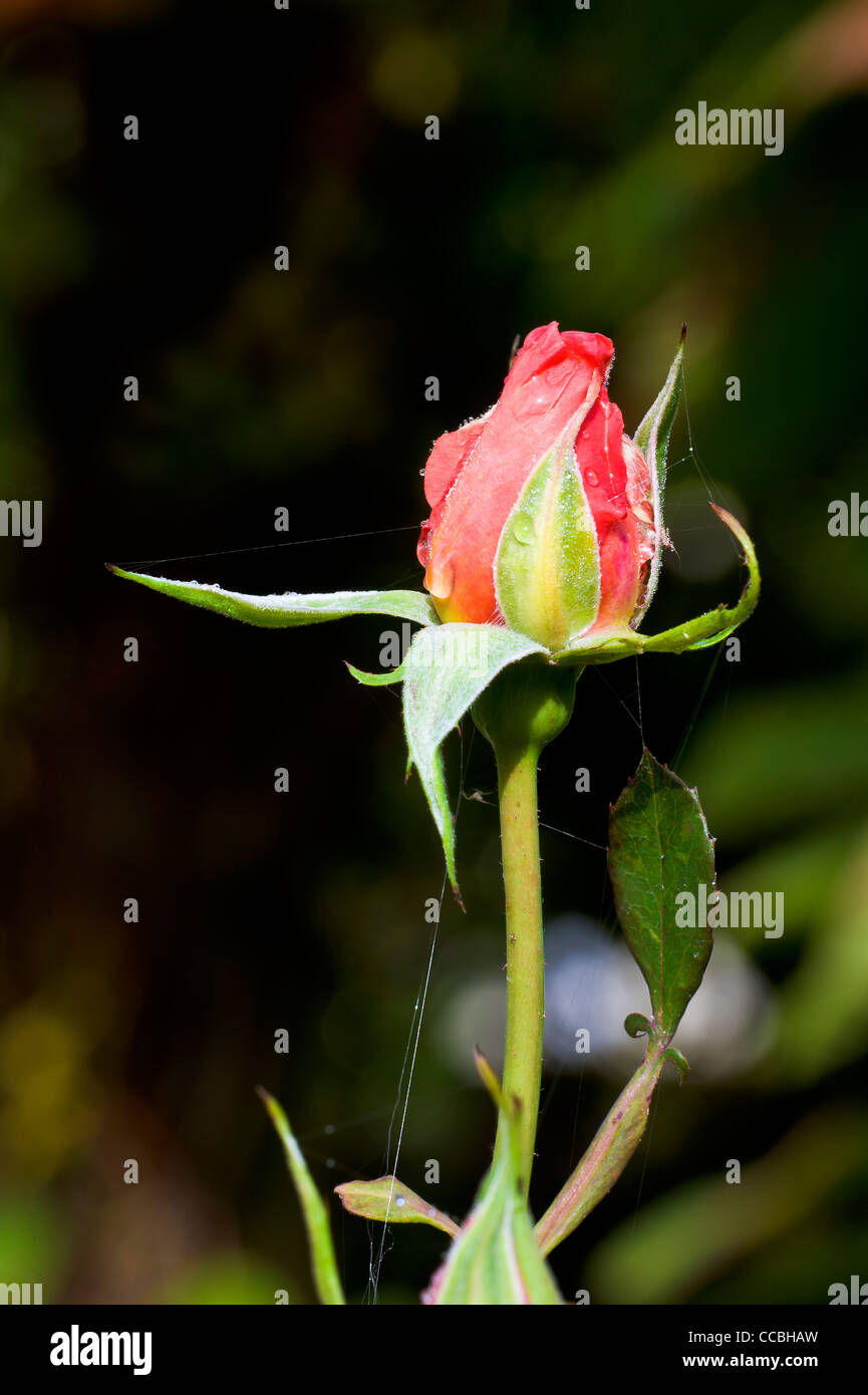 Rose orange fleur Banque D'Images