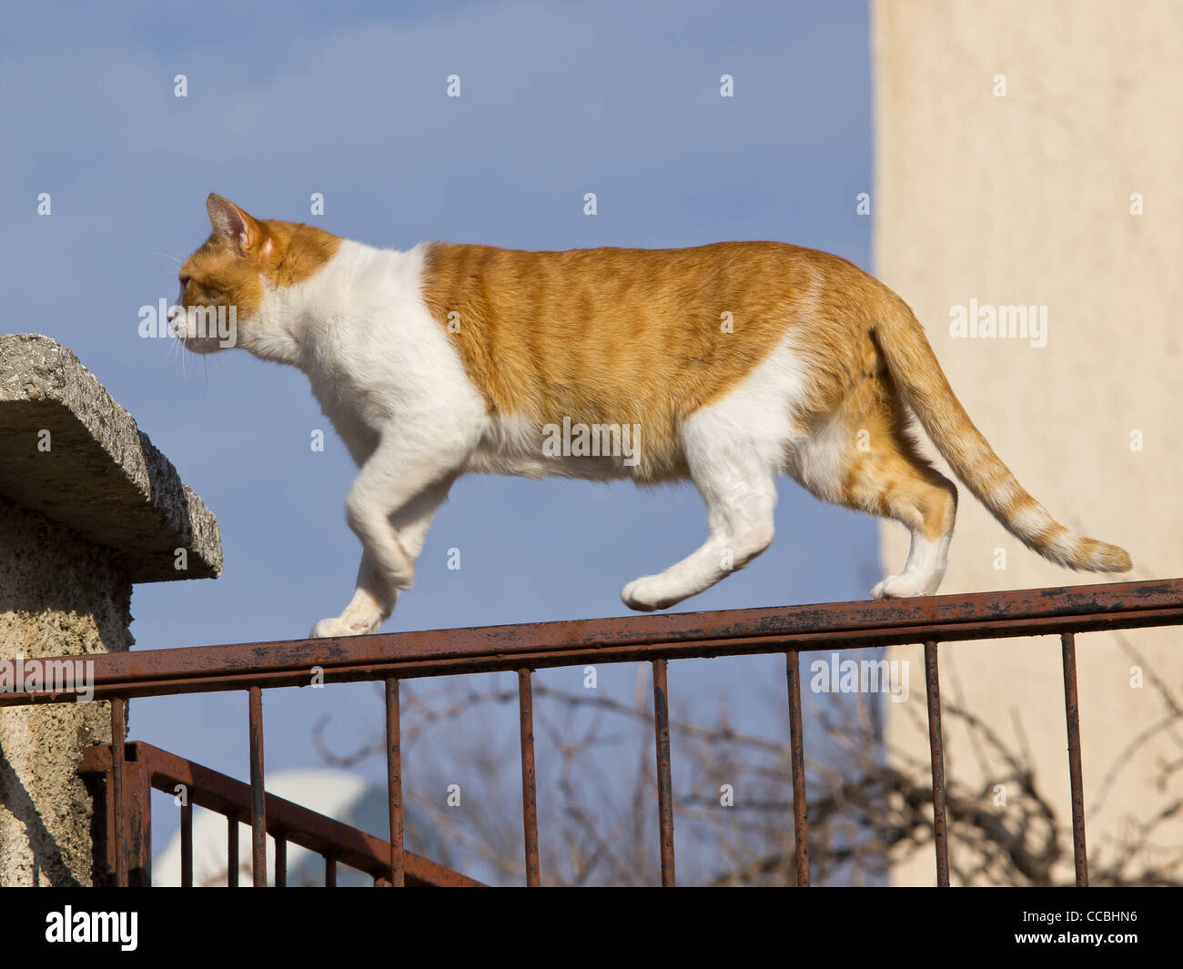 Chat jaune marche sur la clôture Banque D'Images