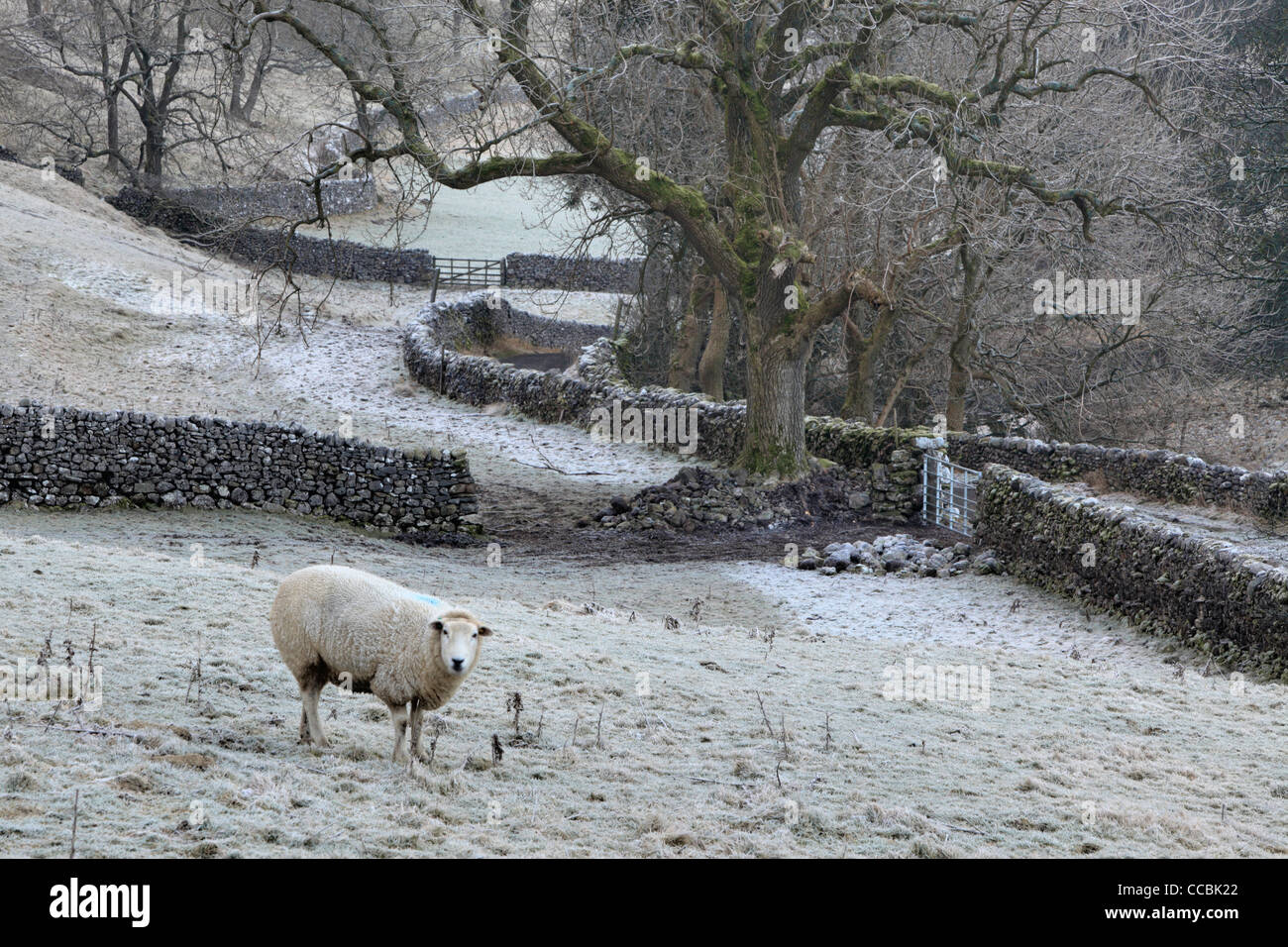 Paysage d'hiver classique dans le Yorkshire Dales de l'Angleterre Banque D'Images