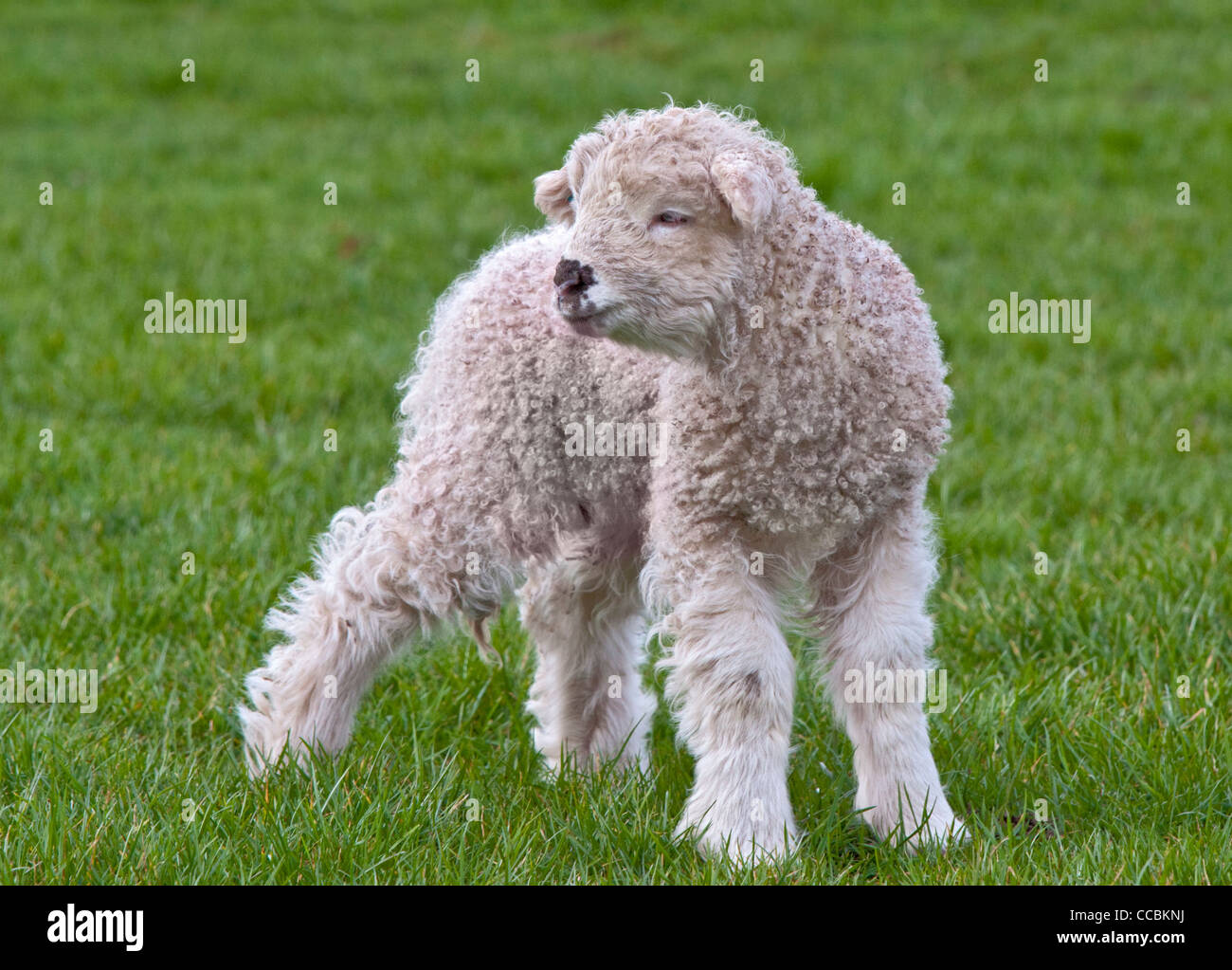 Face gris, agneau Dartmoor UK Banque D'Images