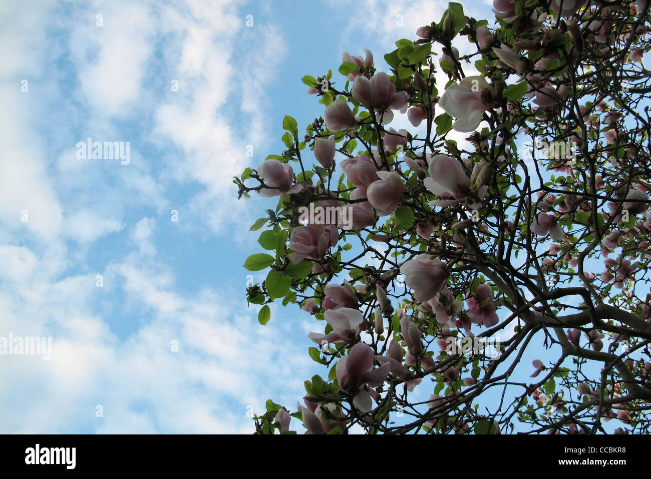 Tulip Tree, low angle view Banque D'Images