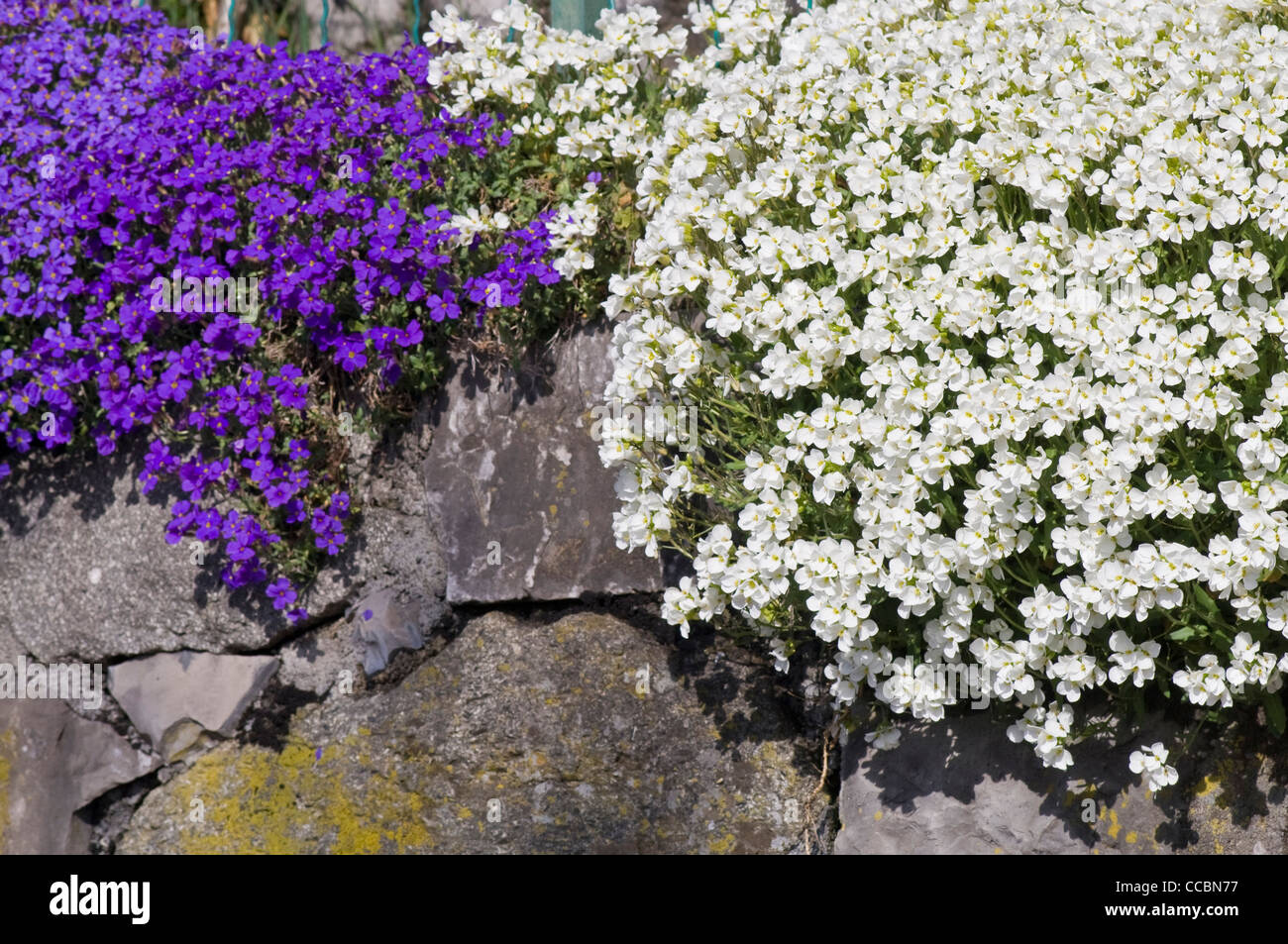 Aubrieta deltoidea x cultorum fleurs, gaverina, italie Banque D'Images