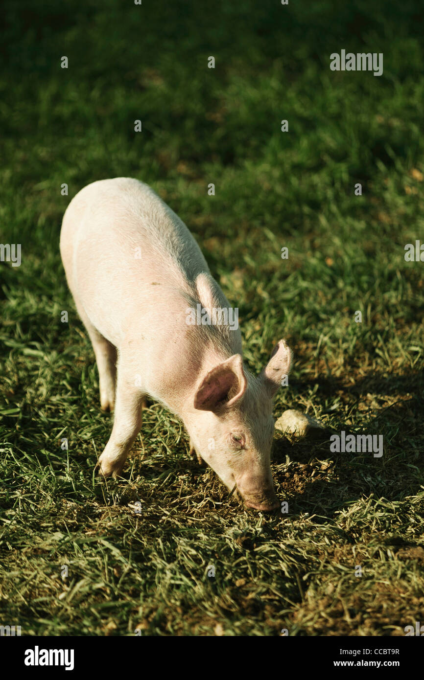 Porc de ferme Banque D'Images