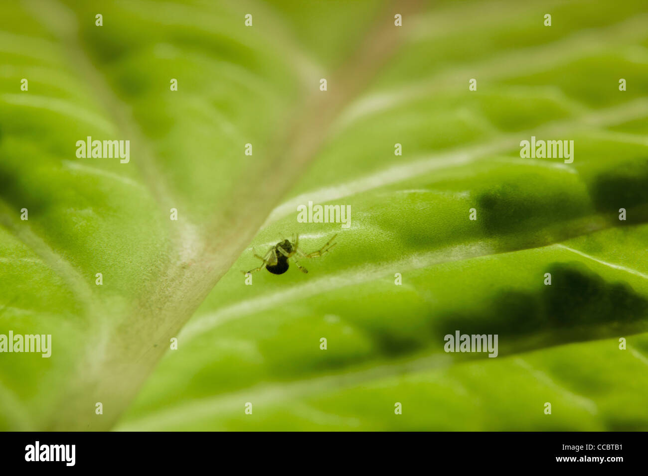 Petite araignée sur feuille, close-up Banque D'Images