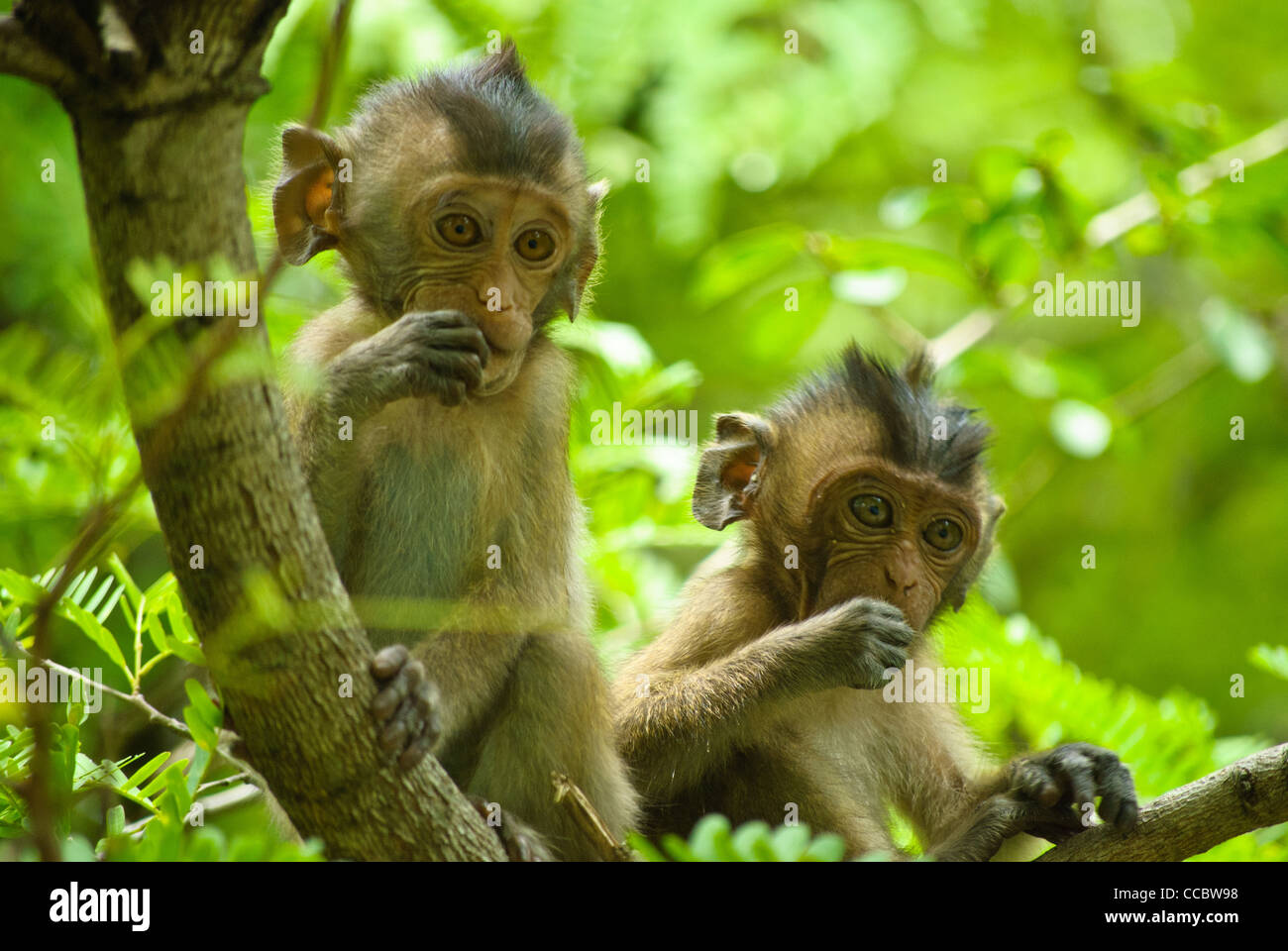 Les macaques à longue queue bébé accueillant les visiteurs qui entrent dans le Parc National de Sam Roi Yod, Thaïlande Banque D'Images