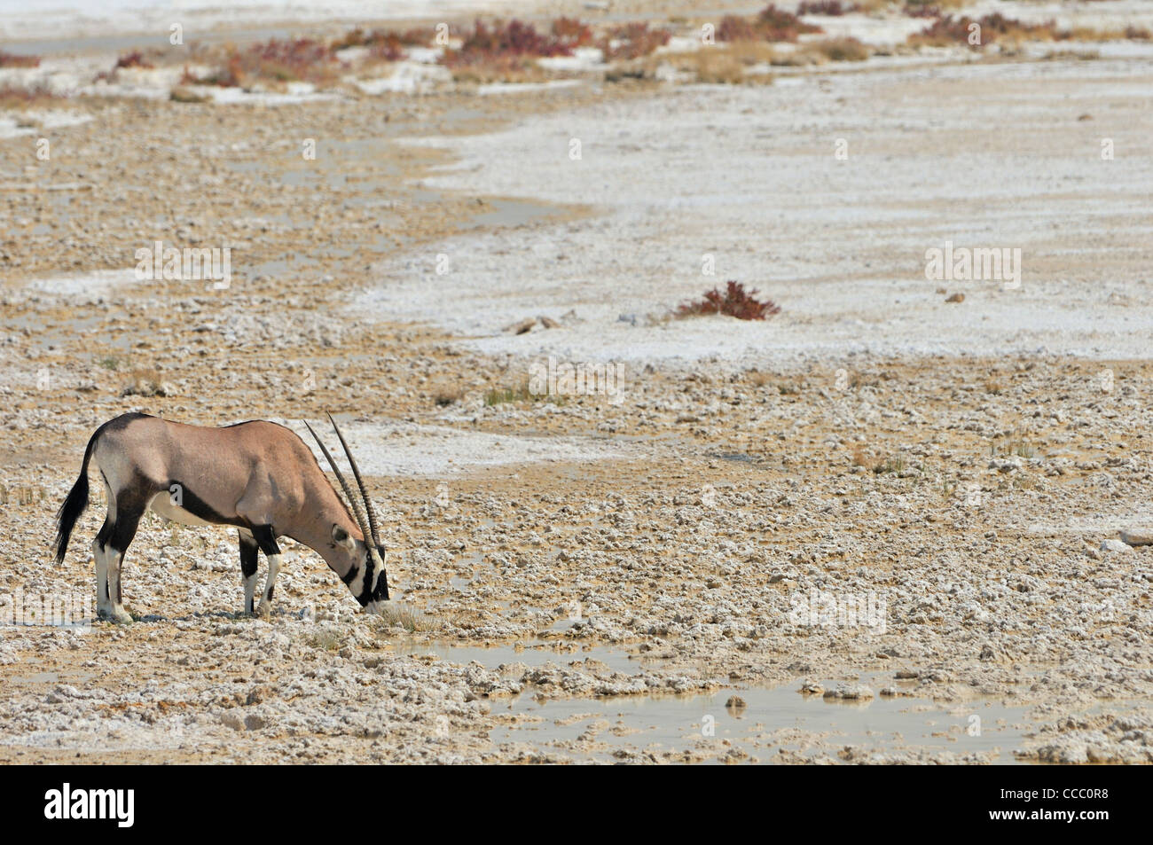 Gemsbok (Oryx gazella) lécher le sel minéraux sur pan, Etosha National Park, Namibie Banque D'Images