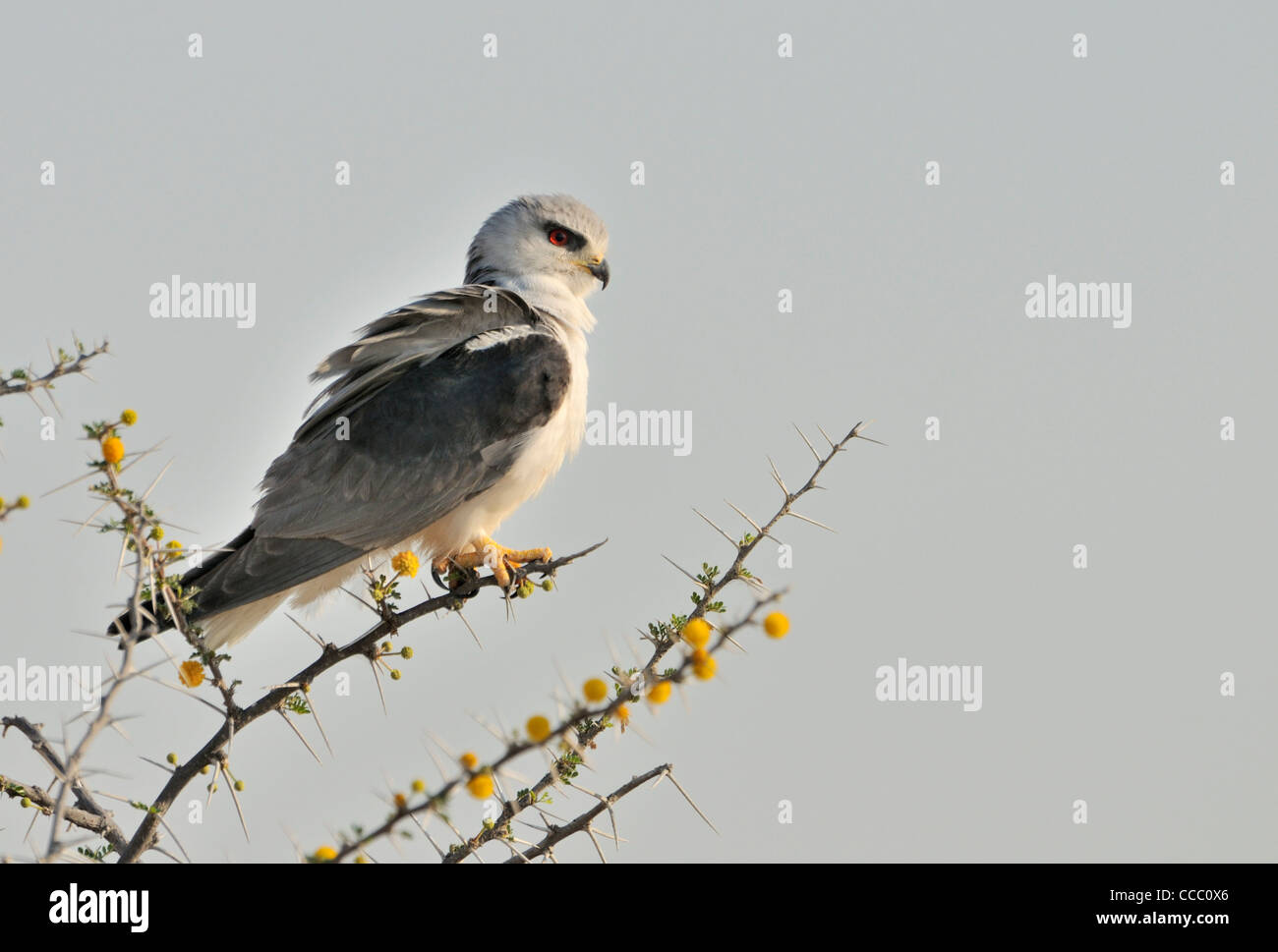 Falcon pygmées d'Afrique (Polihierax semitorquatus) perché en buisson, Namibie Banque D'Images