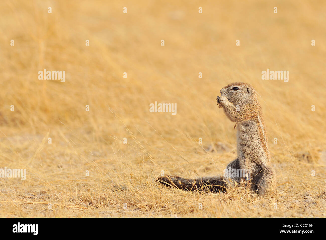 (Ha83 Inauris) alimentation, Etosha National Park, Namibie Banque D'Images
