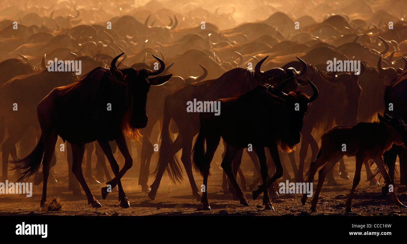 Le Gnou bleu (Connochaetes taurinus) migration des troupeaux au lever du soleil, le lac Ndutu, Tanzanie Banque D'Images