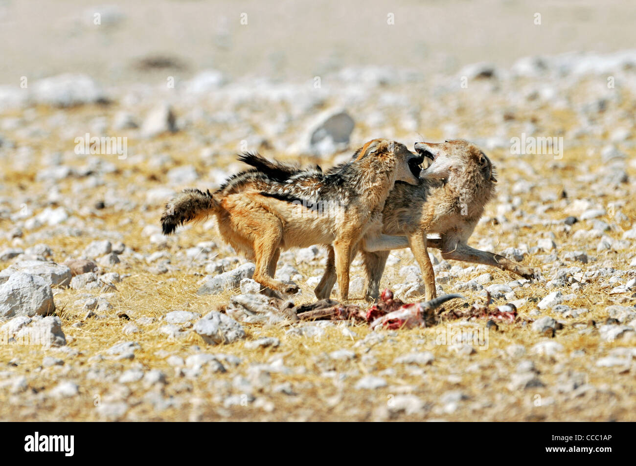 Deux chacals à dos noir (Canis mesomelas) combats de carcasse, Etosha National Park, Namibie Banque D'Images