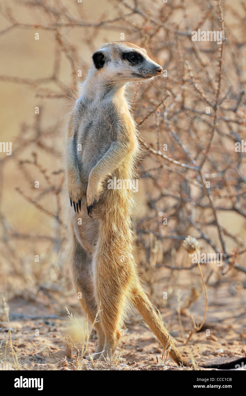 Meerkat / suricate (Suricata suricatta) à l'affût, désert du Kalahari, Afrique du Sud Banque D'Images