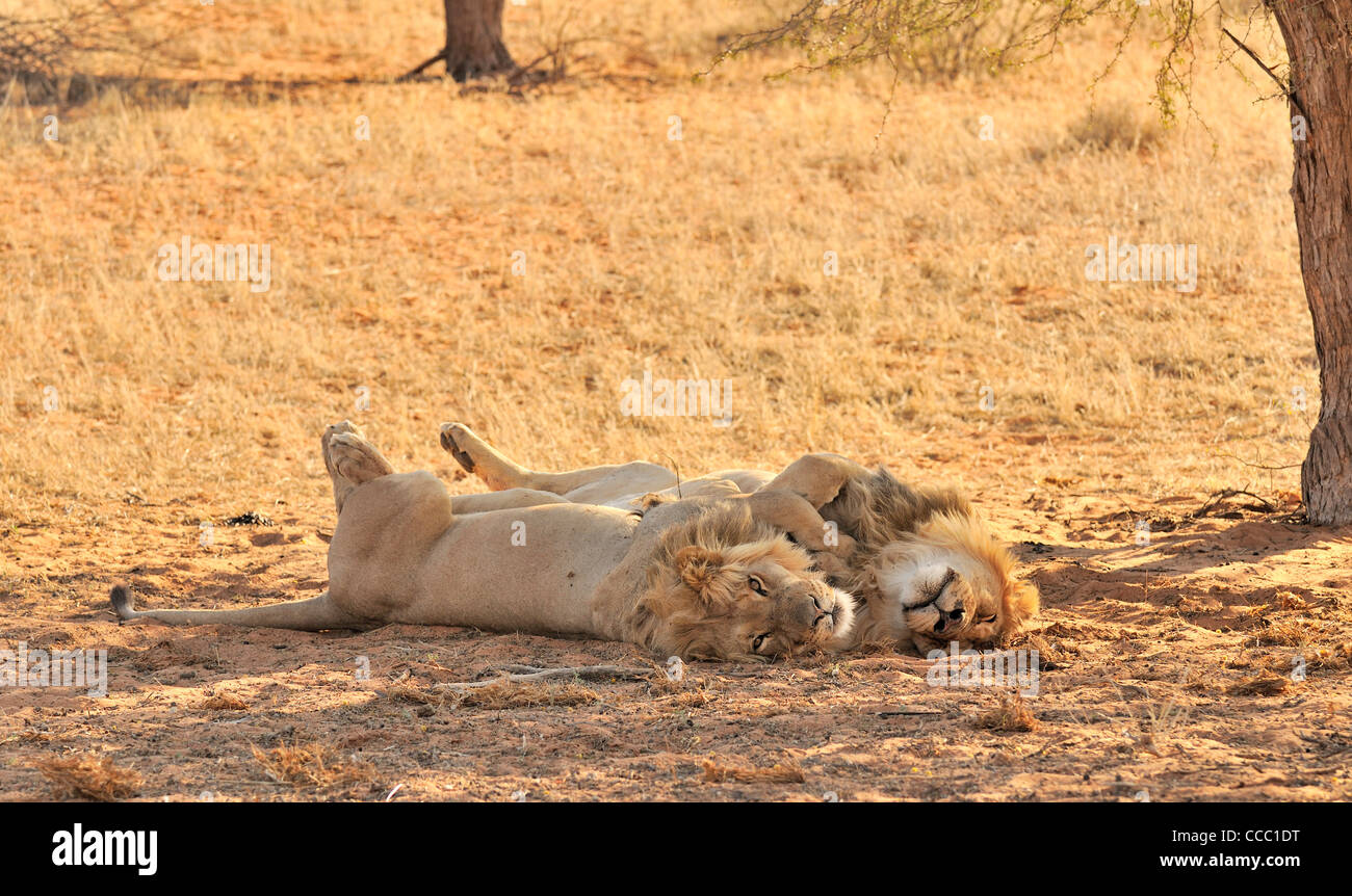 Deux hommes African lions (Panthera leo) dormir dans le désert du Kalahari, Kgalagadi Transfrontier Park, Afrique du Sud Banque D'Images