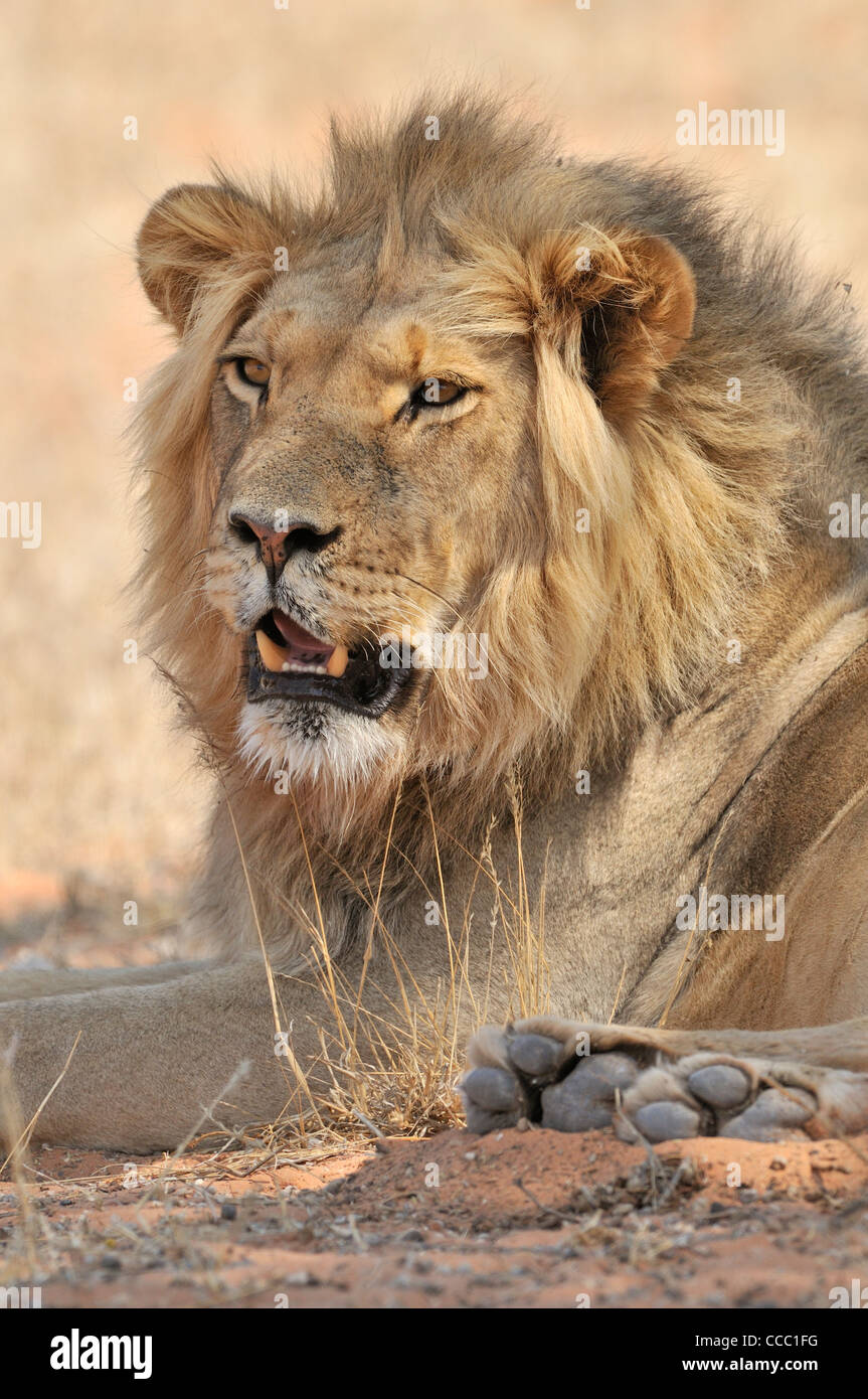 Homme African lion (Panthera leo) reposant dans le désert de Kalahari, Kgalagadi Transfrontier Park, Afrique du Sud Banque D'Images