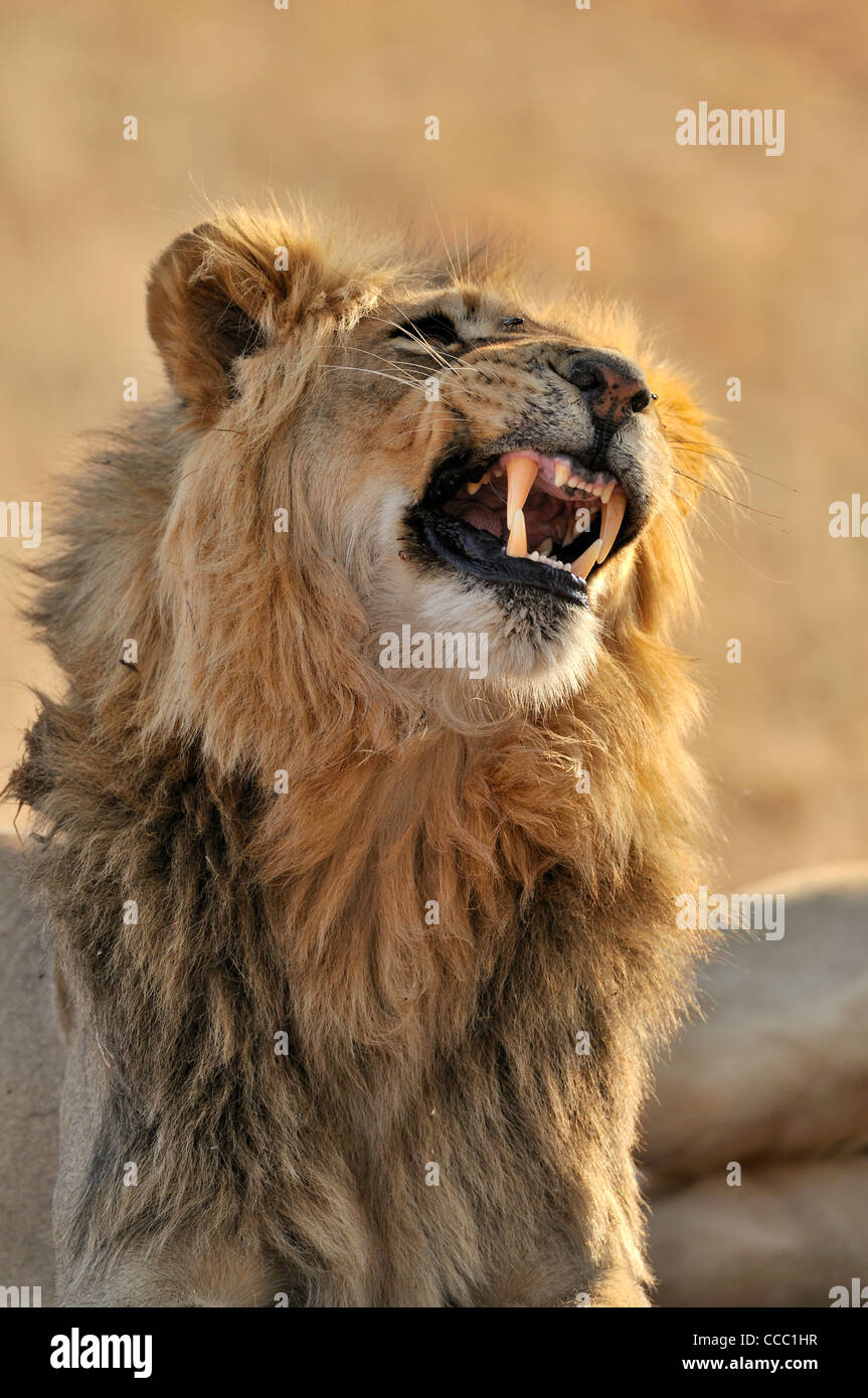 Homme African lion (Panthera leo) montrant la réaction flehmen, désert du Kalahari, Kgalagadi Transfrontier Park, Afrique du Sud Banque D'Images