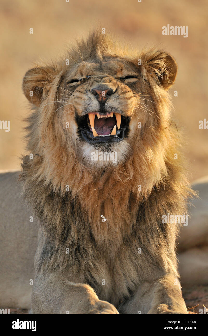 Homme African lion (Panthera leo) montrant la réaction flehmen, désert du Kalahari, Kgalagadi Transfrontier Park, Afrique du Sud Banque D'Images