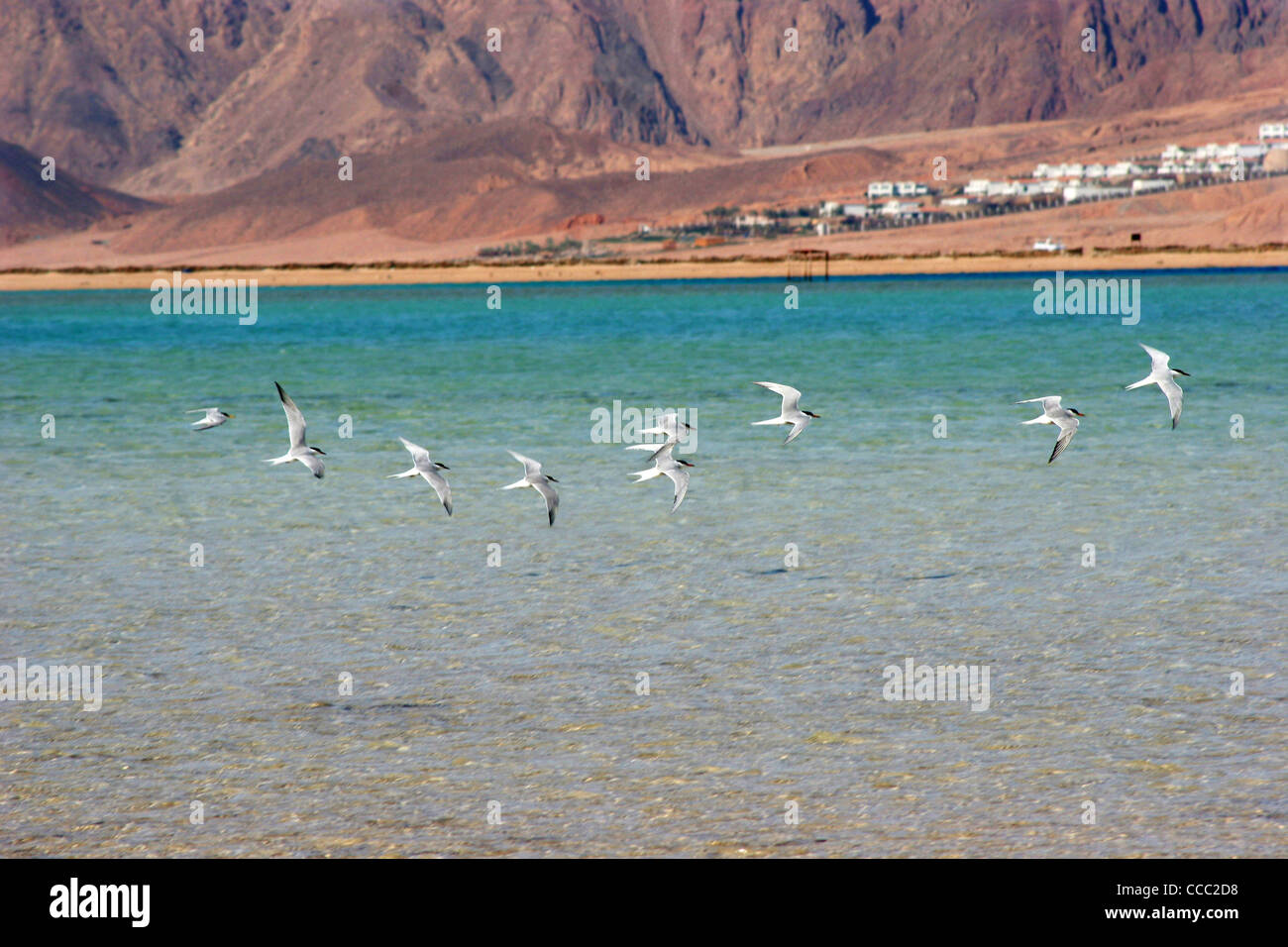 Les oiseaux sur la mer rouge, Hurghada, Egypte, Afrique du Nord, Afrique Banque D'Images