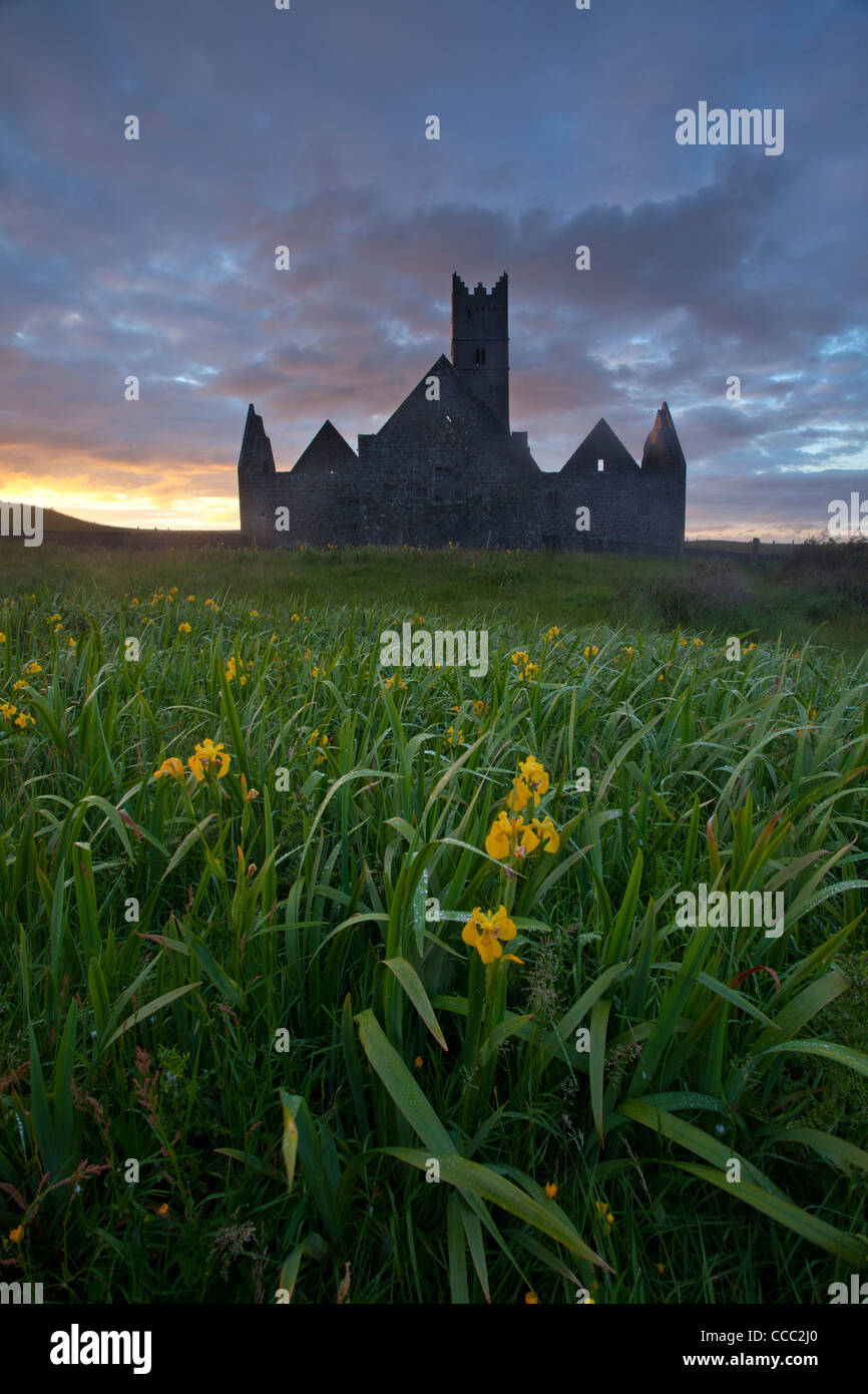 Drapeau du soir sous les Iris Rosserk Abbey, Comté de Mayo, Irlande. Banque D'Images