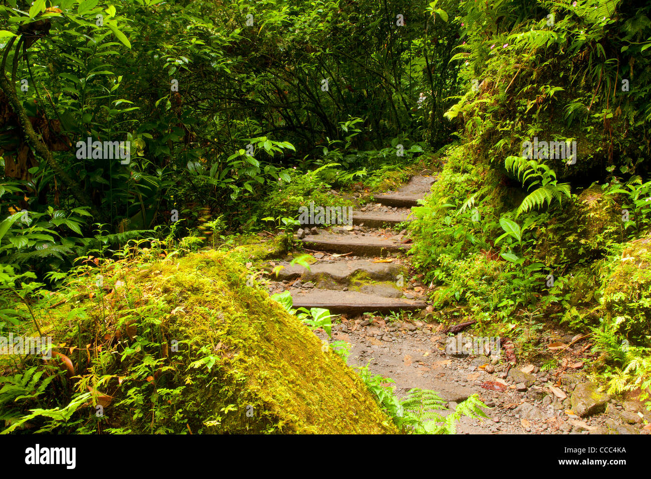 Sentier de la forêt tropicale à Trafalgar Falls de Mourne Trois Pitons National Park, Dominique, aux Antilles Banque D'Images