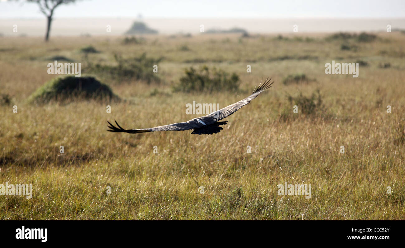 Un vautour à la recherche de nourriture, tôt le matin, Masai Mara National Reserve, Kenya, Afrique de l'Est. Banque D'Images