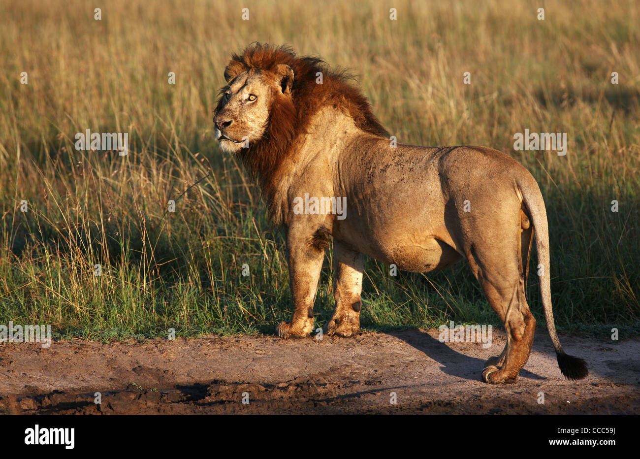 Tôt le matin, Lion, Masai Mara National Reserve, Kenya, Afrique de l'Est. Banque D'Images