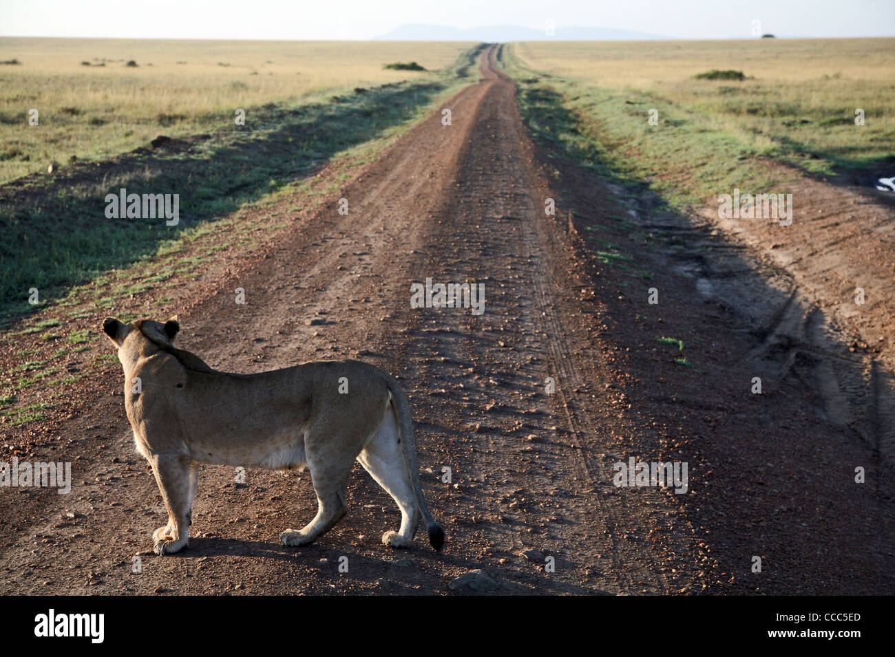 Lionne, tôt le matin, Masai Mara National Reserve, Kenya, Afrique de l'Est. Banque D'Images