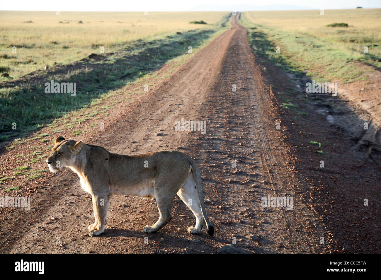 Lionne, tôt le matin, Masai Mara National Reserve, Kenya, Afrique de l'Est. Banque D'Images