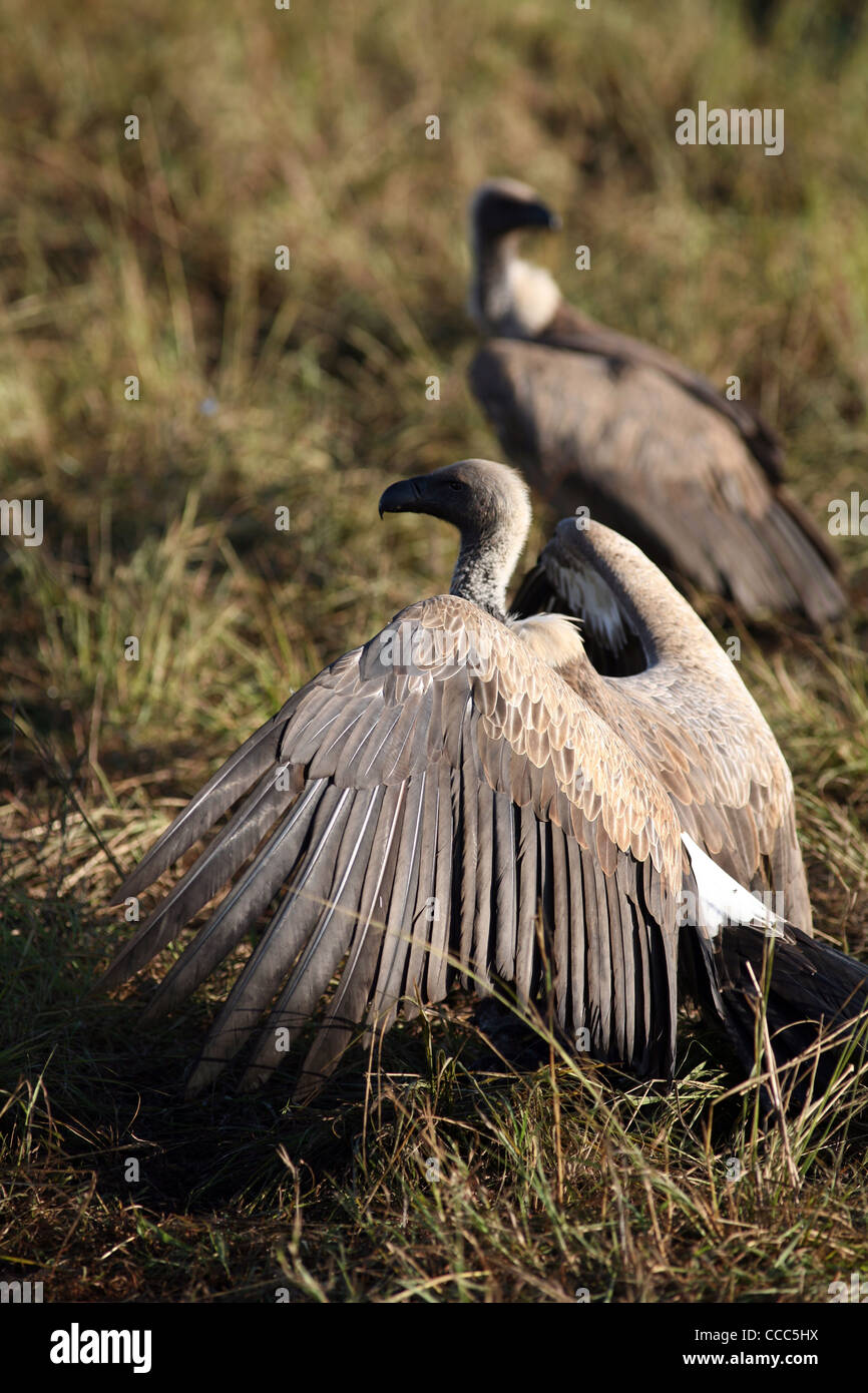 Les vautours dans le soleil du matin, Masai Mara National Reserve, Kenya, Afrique de l'Est. Banque D'Images