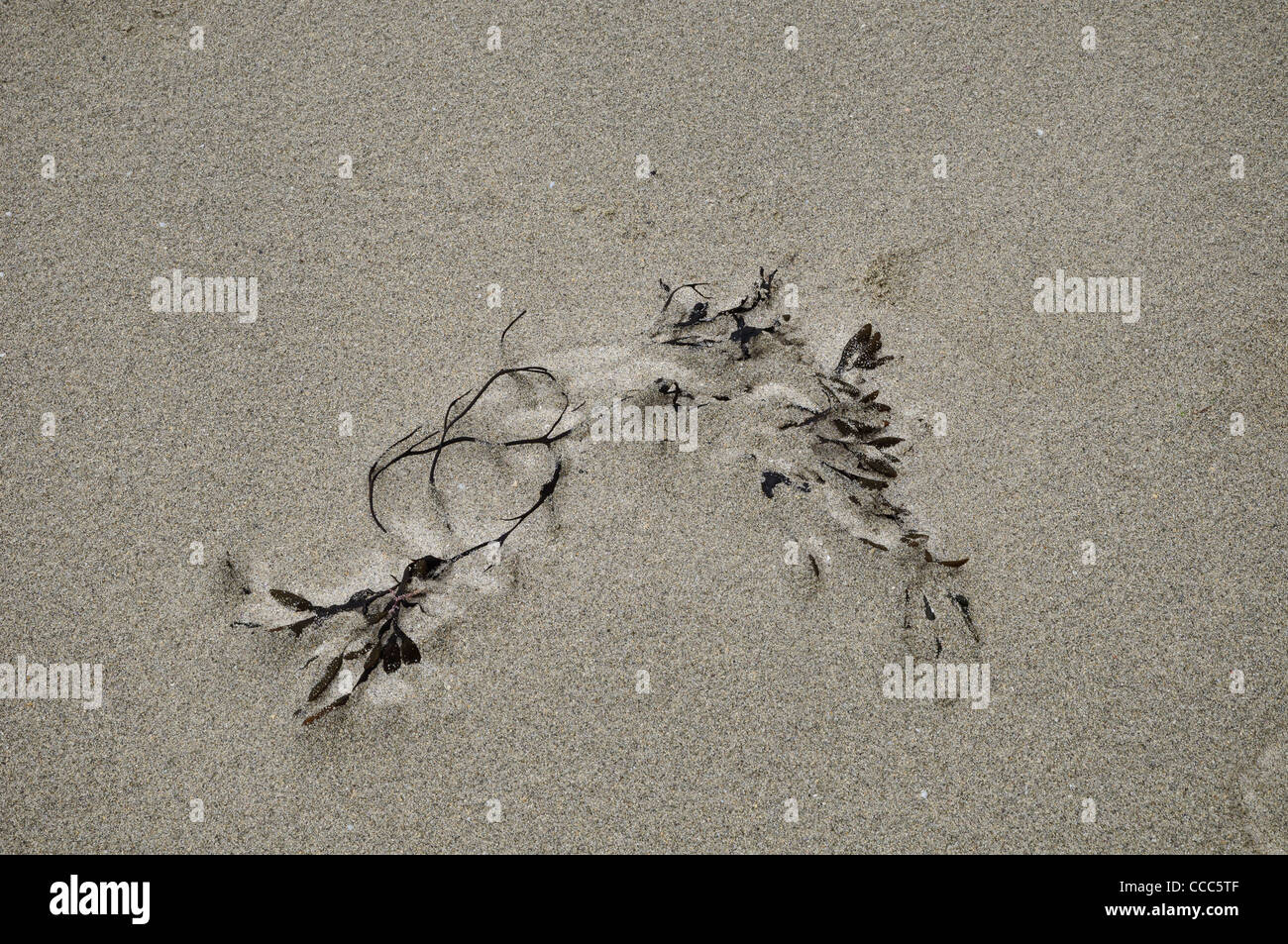 Les algues lors d'une plage de sable blanc Banque D'Images