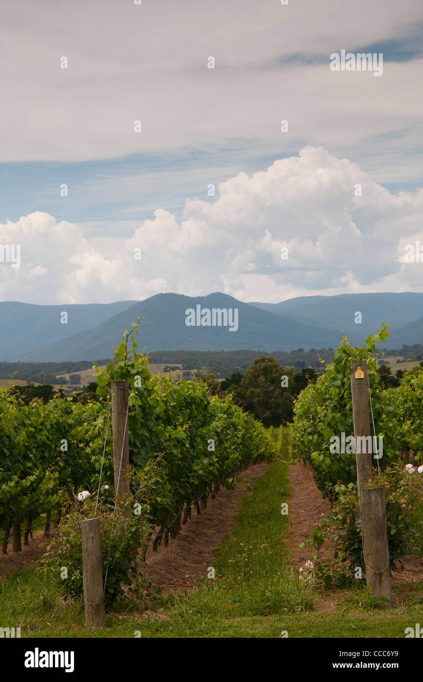 Domaine Chandon Moët et Chandon Australie Victoria Yarra Valley Vineyard Banque D'Images