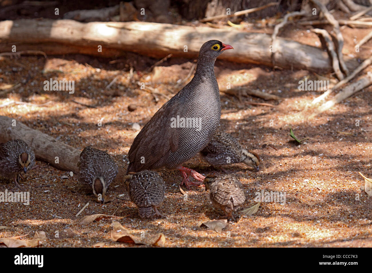 Francolin bec rouge et les poussins en Namibie Banque D'Images