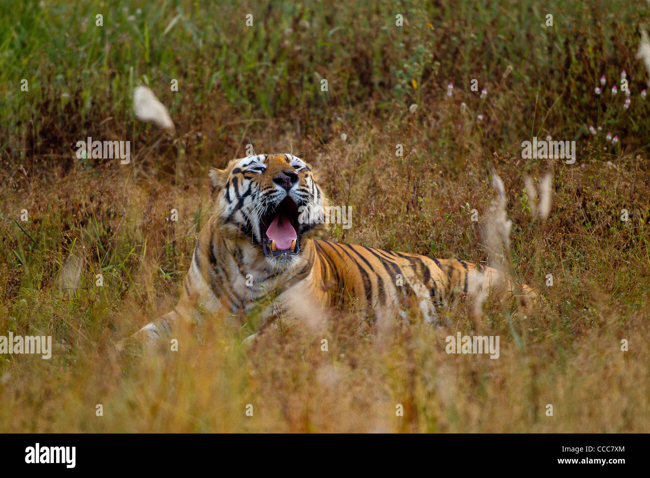 Tigre du Bengale dans Bandhavgarh National Park, Inde. Banque D'Images